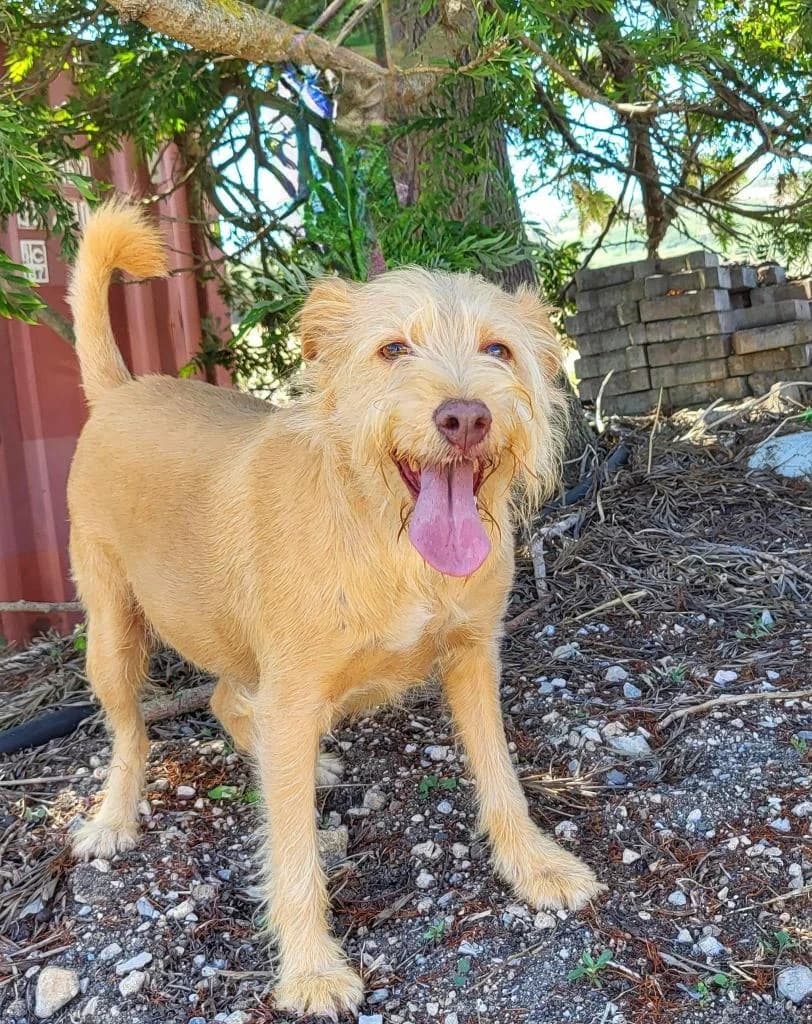 PETIFYC10351 photo 2