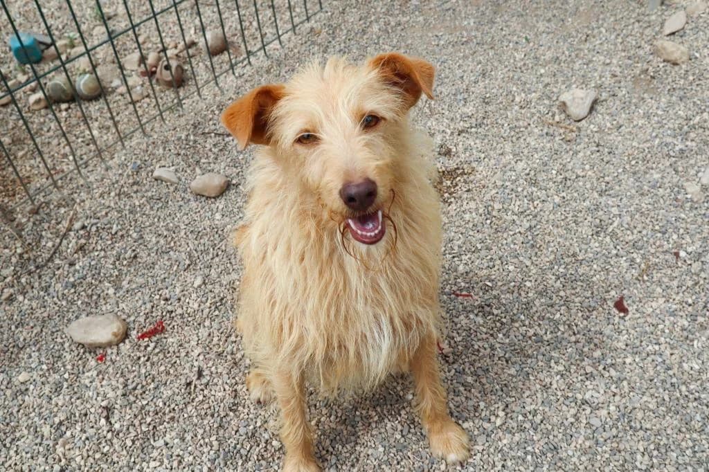 PETIFYC10351 photo 4