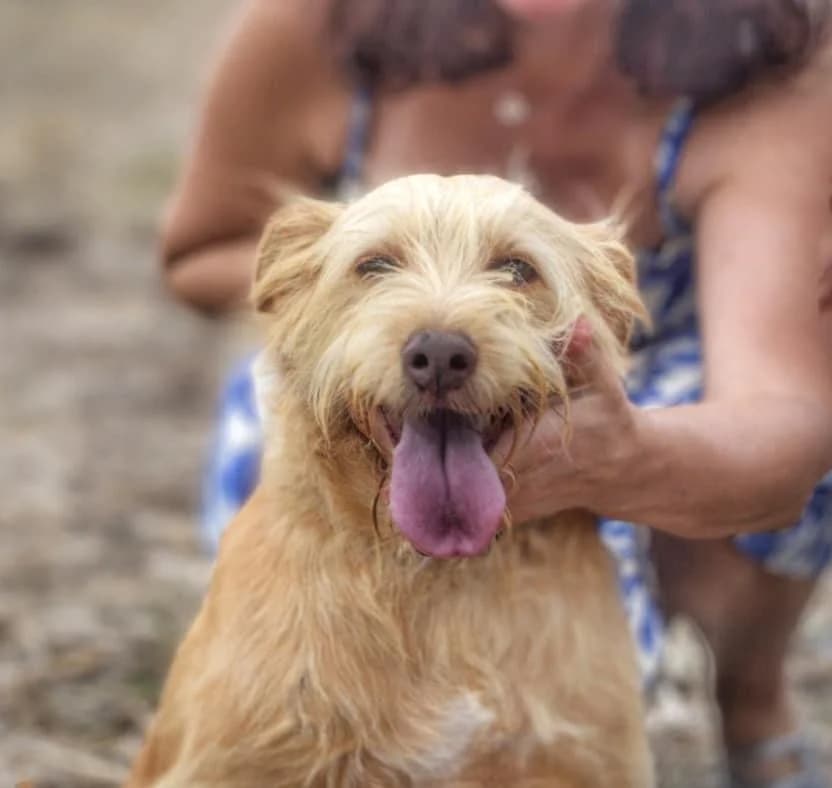 PETIFYC10351 photo 5