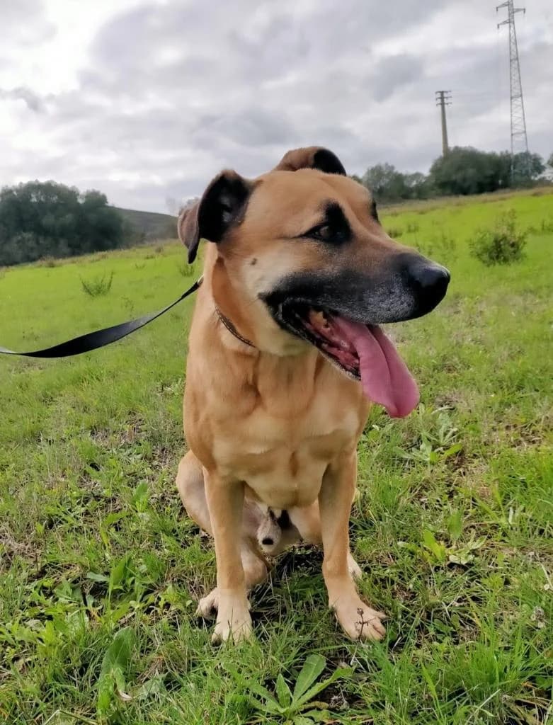 PETIFYC10352 photo 4