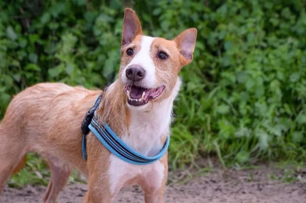 PETIFYC10353 photo 3