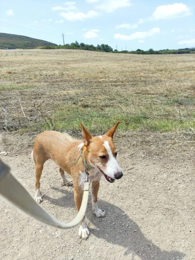 PETIFYC10353 photo 6