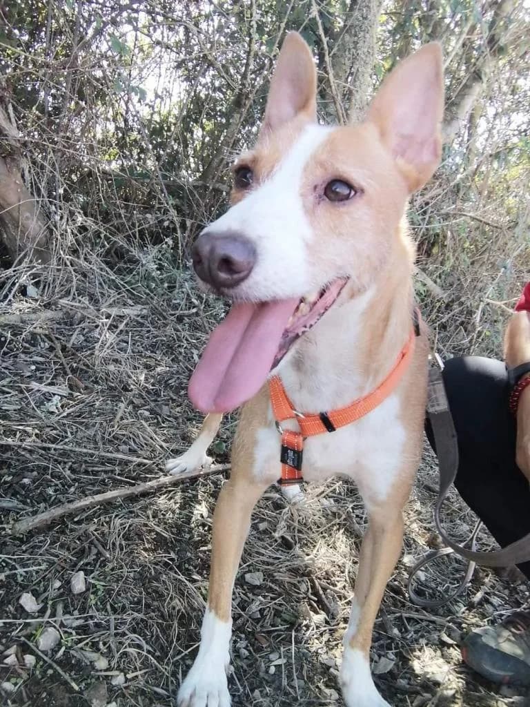 PETIFYC10353 photo 7