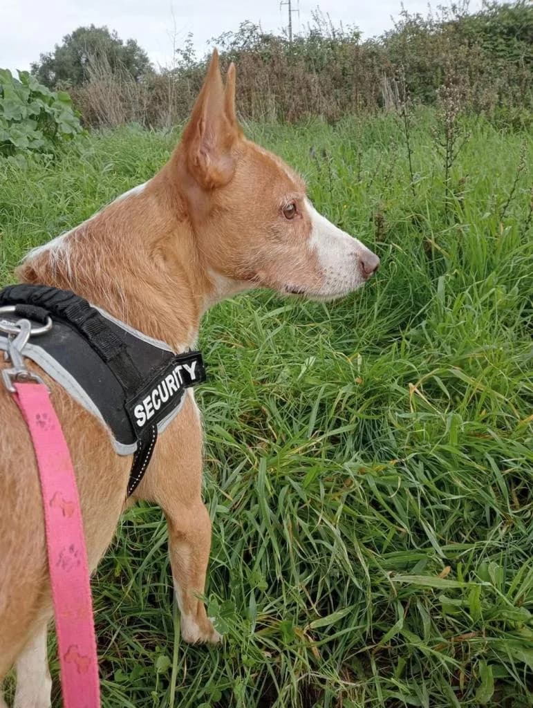 PETIFYC10353 photo 8