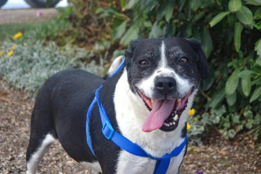 PETIFYC10354 photo 3