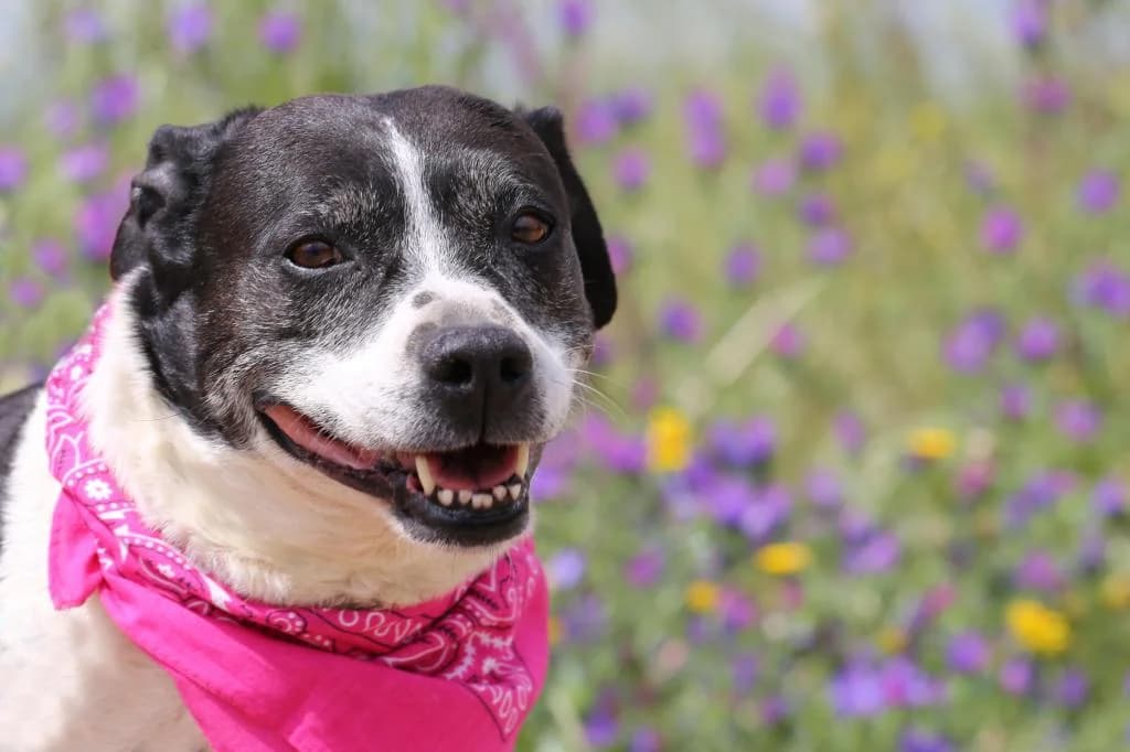 PETIFYC10354 photo 6