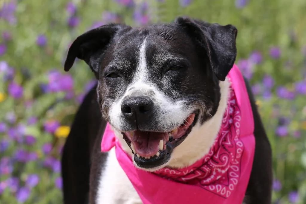 PETIFYC10354 photo 8