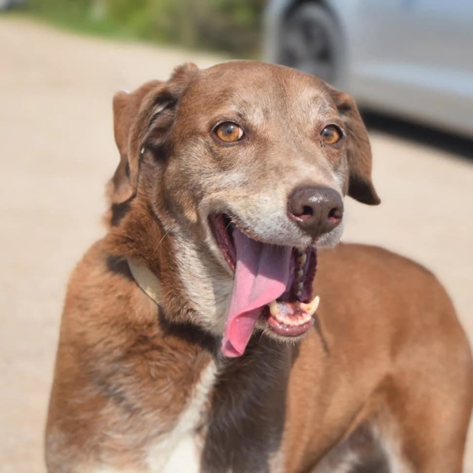 PETIFYC10355 photo 2