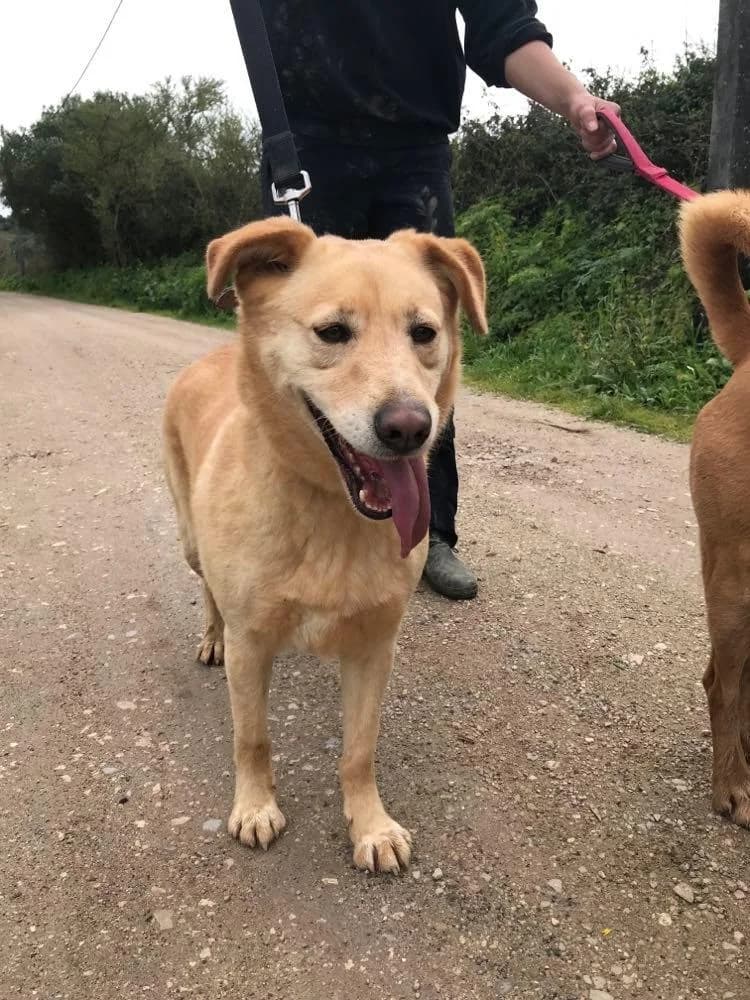 PETIFYC10356 photo 2