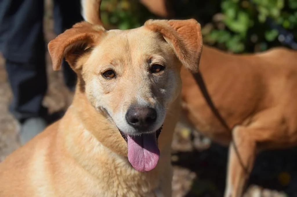 PETIFYC10356 photo 4