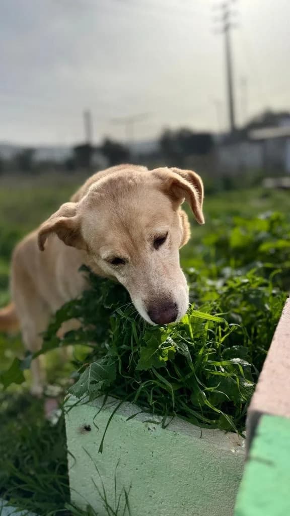 PETIFYC10356 photo 5