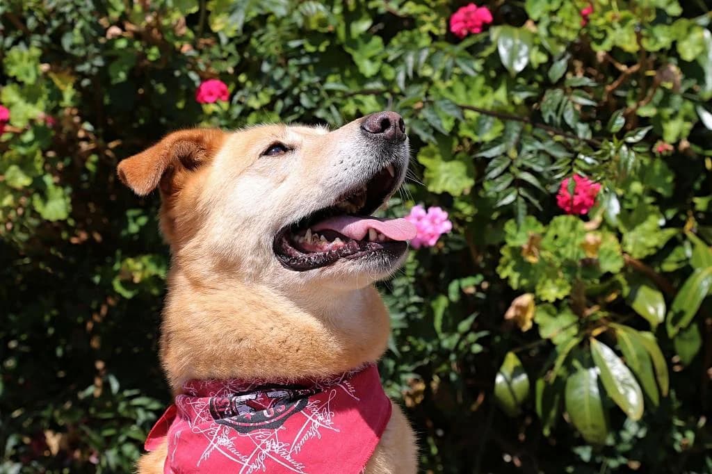 PETIFYC10356 photo 6