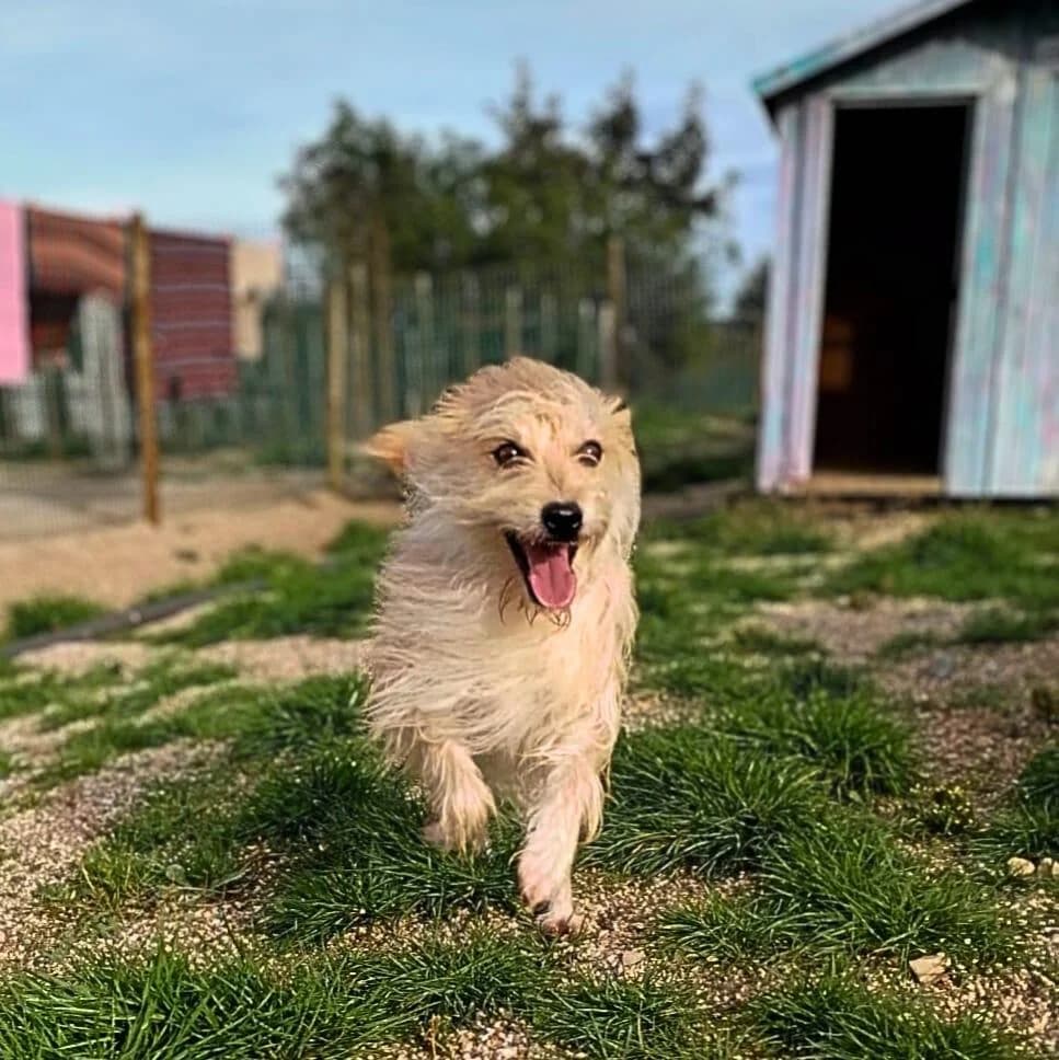 PETIFYC10357 photo 5