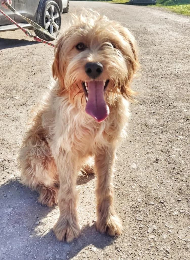 PETIFYC10358 photo 2