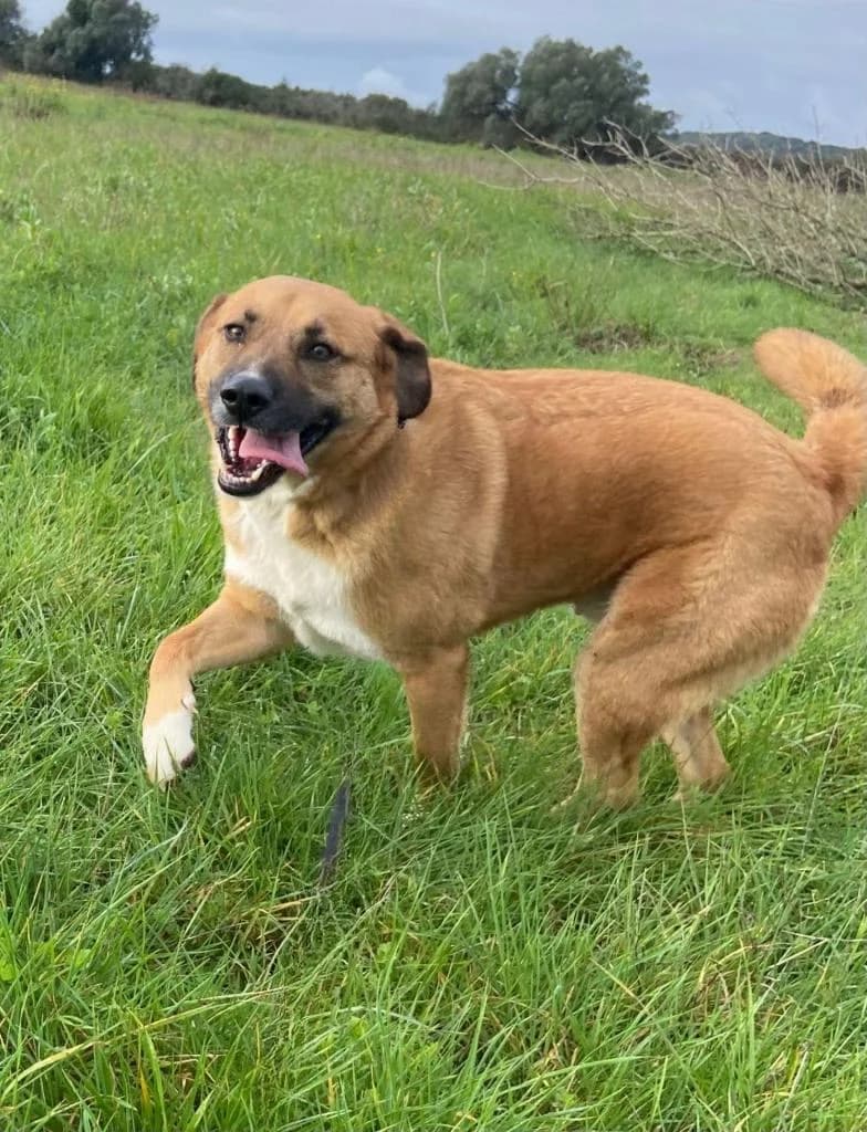 PETIFYC10360 photo 4