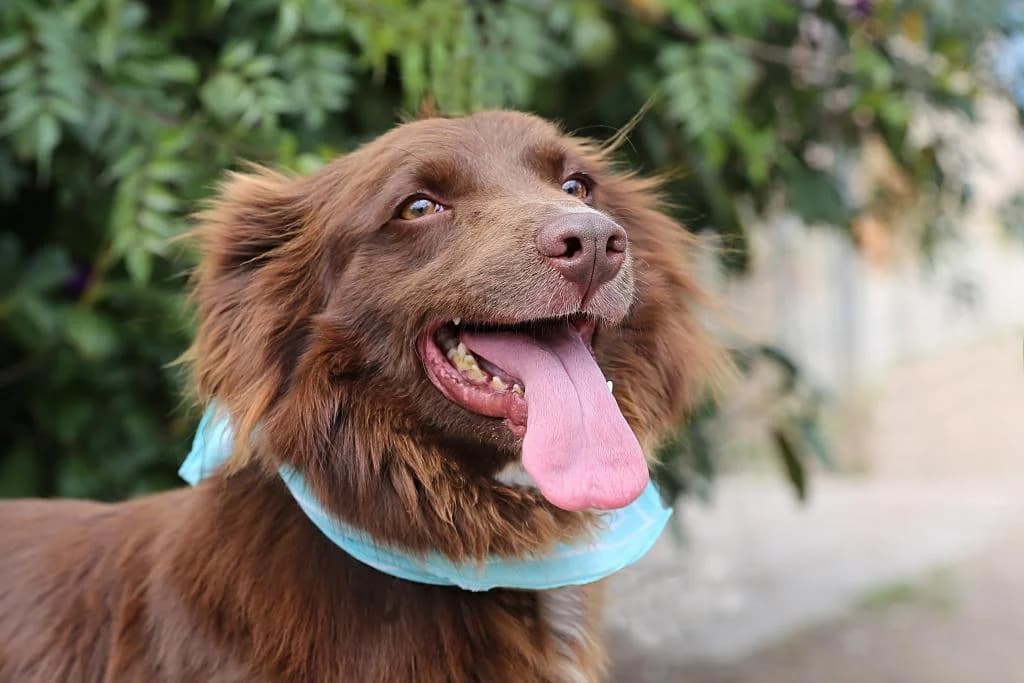 PETIFYC10363 photo 7