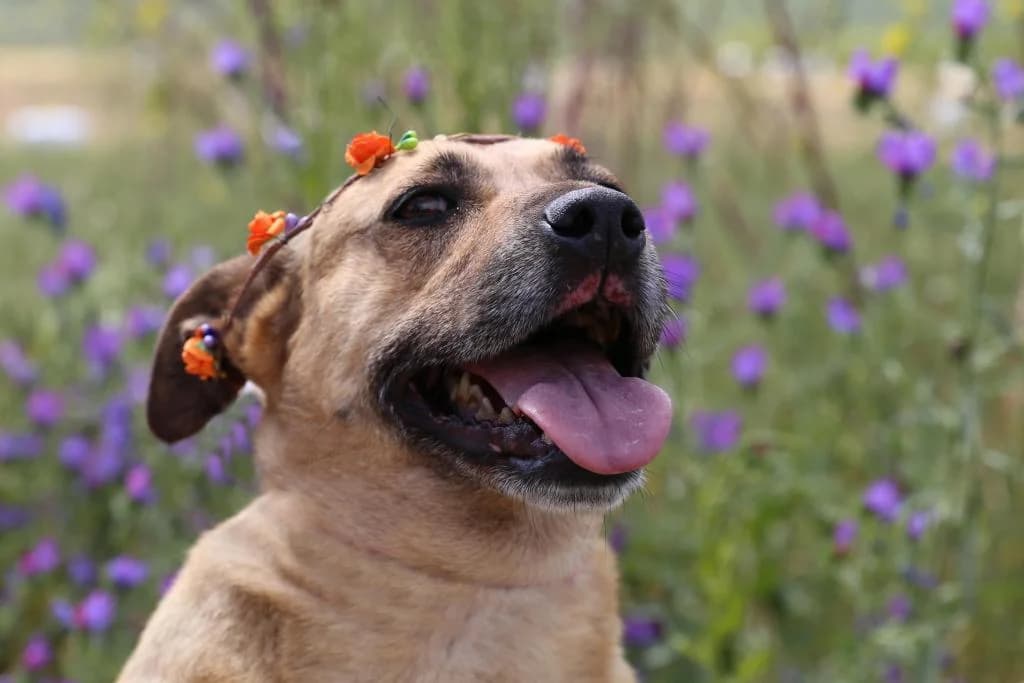 PETIFYC10364 photo 2