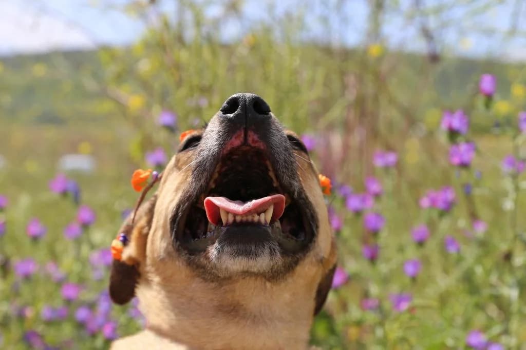 PETIFYC10364 photo 5