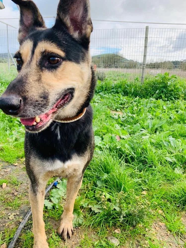 PETIFYC10365 photo 4