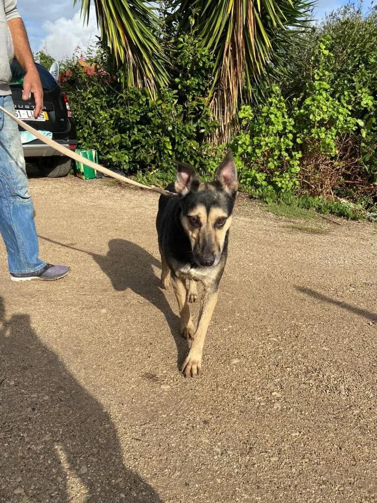 PETIFYC10365 photo 6