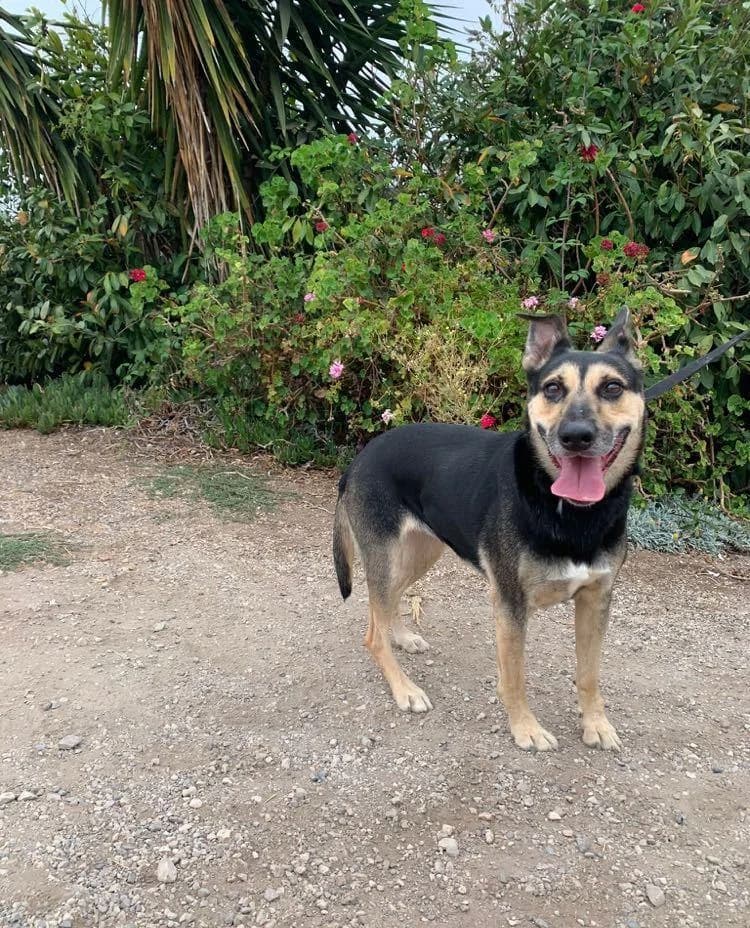 PETIFYC10365 photo 8