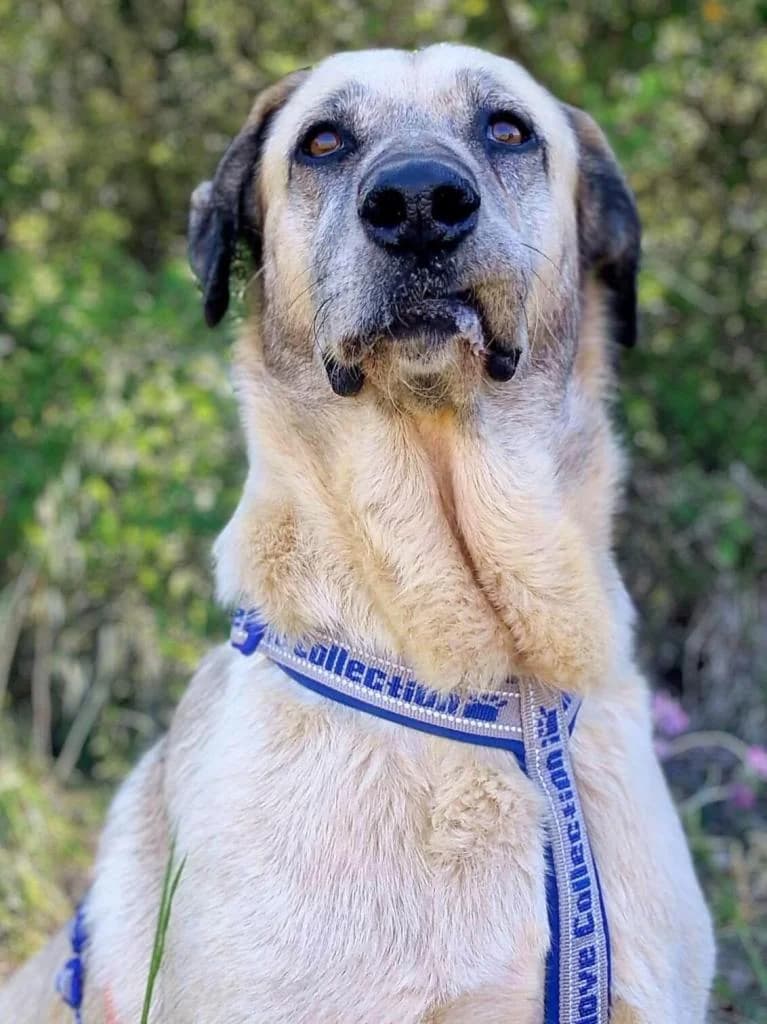 PETIFYC10366 photo 3