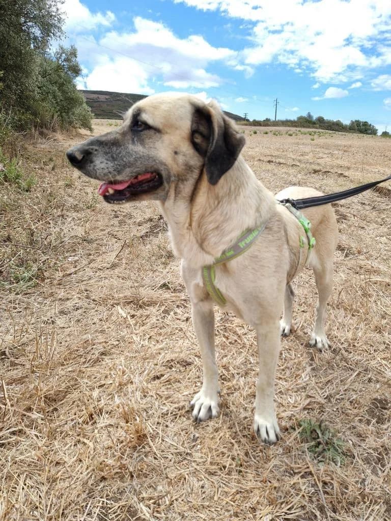 PETIFYC10366 photo 7