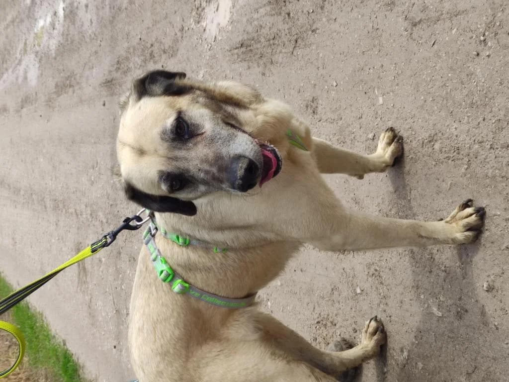 PETIFYC10366 photo 8