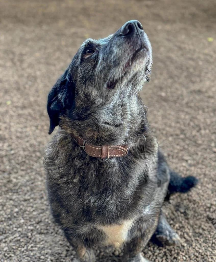 PETIFYC10367 photo 3