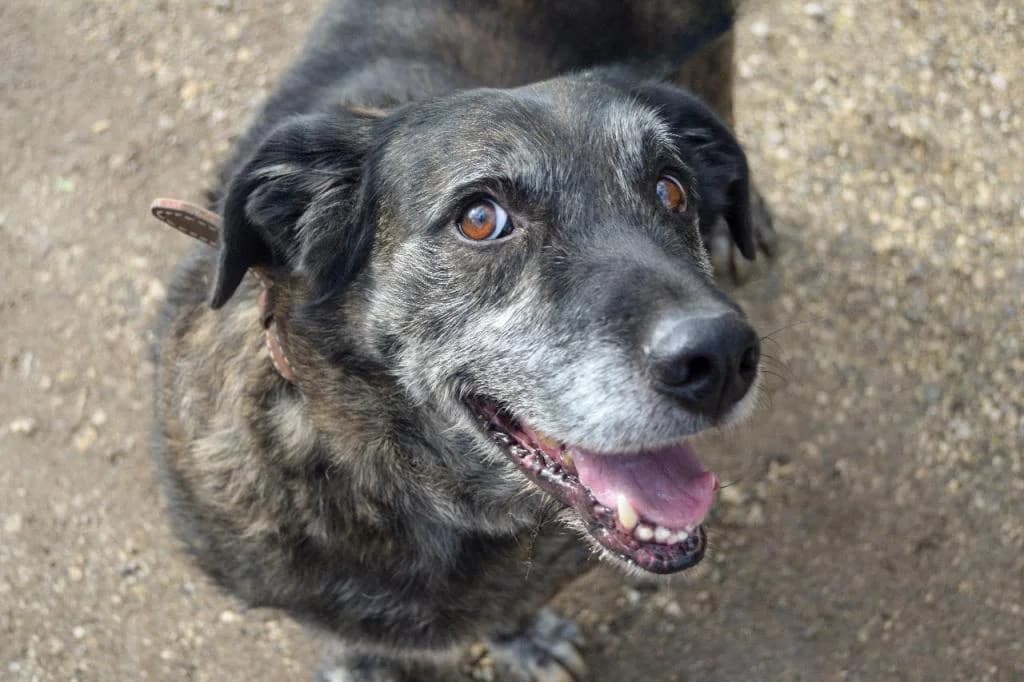 PETIFYC10367 photo 5