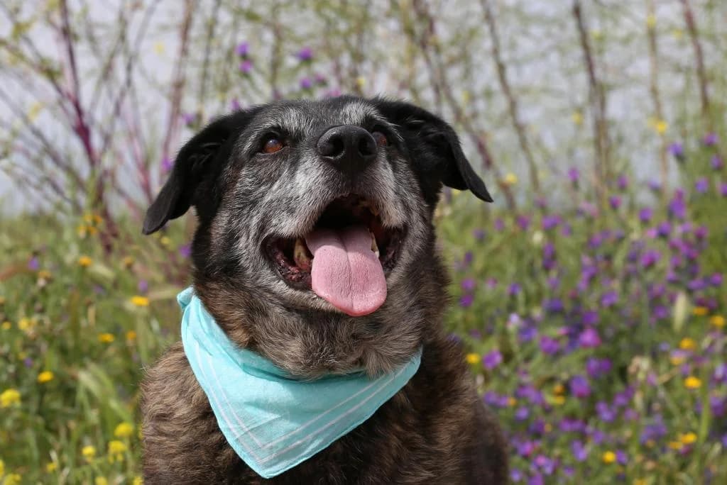 PETIFYC10367 photo 8