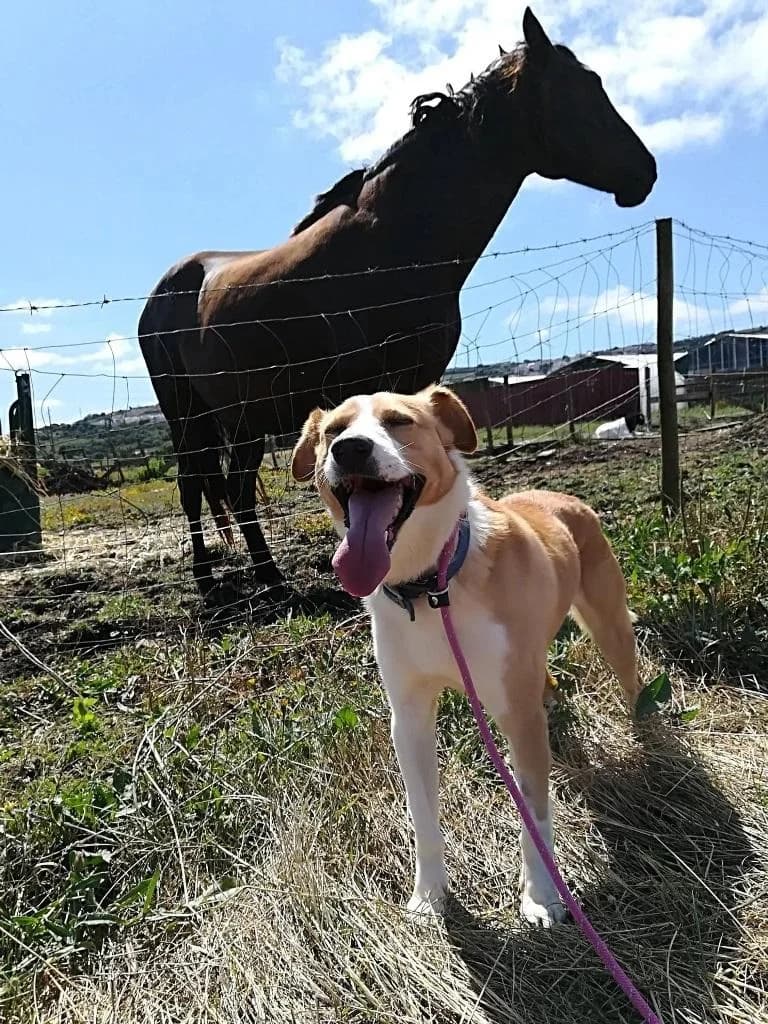 PETIFYC10368 photo 5