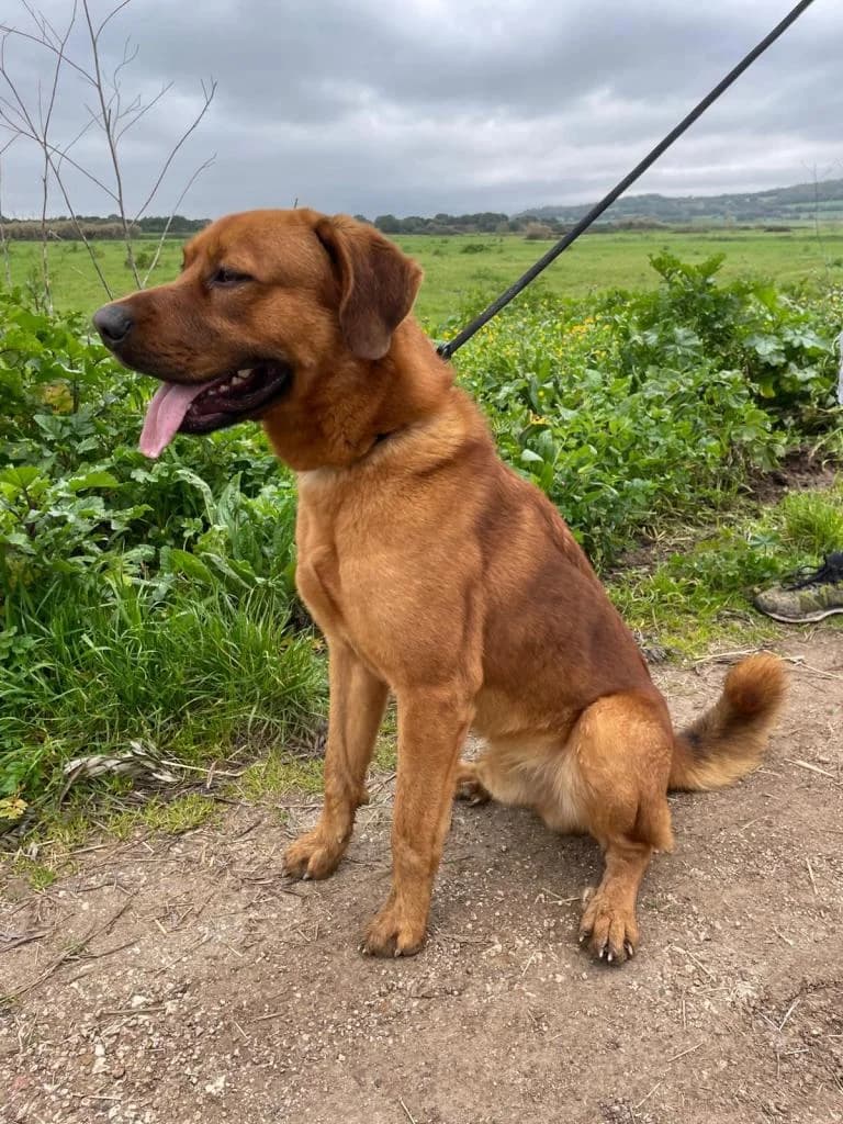 PETIFYC10369 photo 6