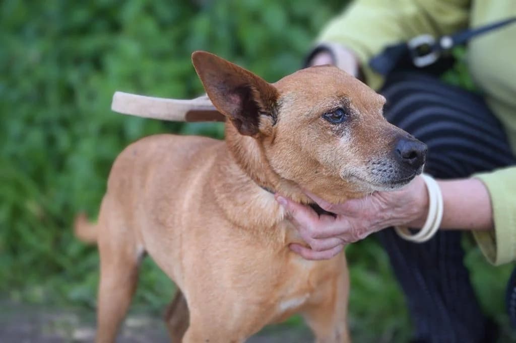 PETIFYC10371 photo 2