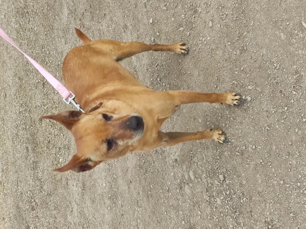 PETIFYC10371 photo 4