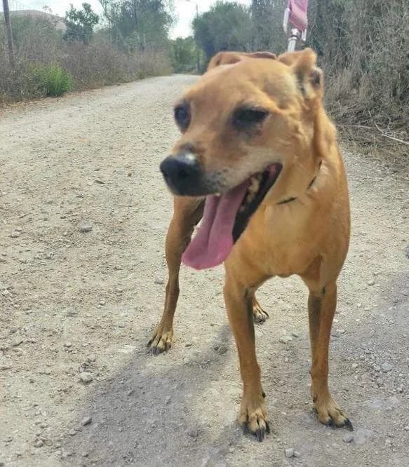 PETIFYC10371 photo 8