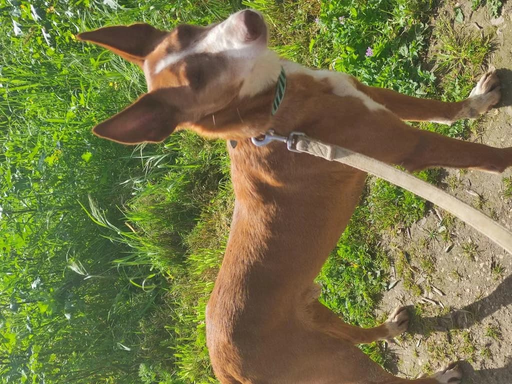 PETIFYC10372 photo 4