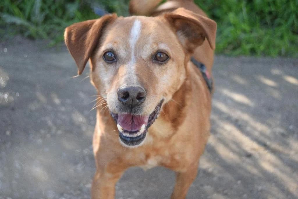 PETIFYC10374 photo 4