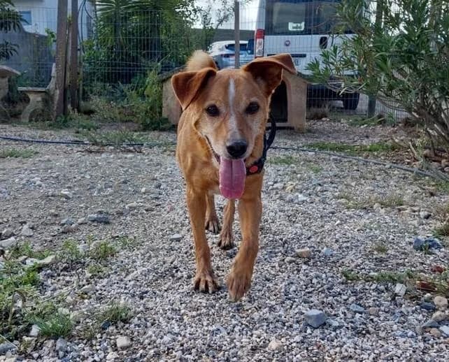 PETIFYC10374 photo 5