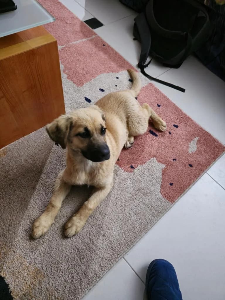 PETIFYC10375 photo 2