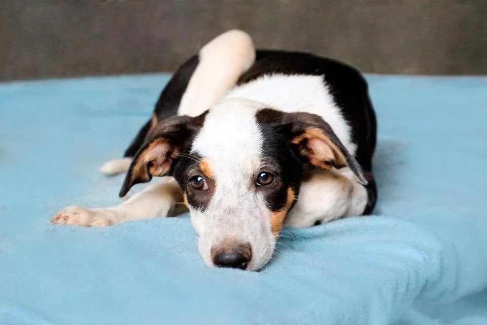 PETIFYC10375 photo 7