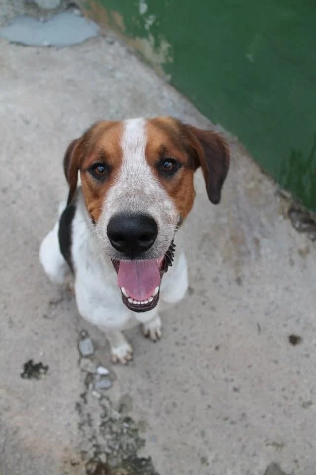 PETIFYC10376 photo 6