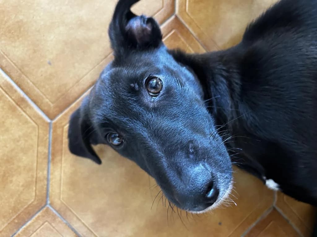 PETIFYC10382 photo 2