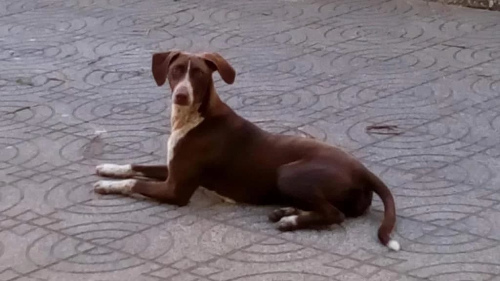 PETIFYC10382 photo 4