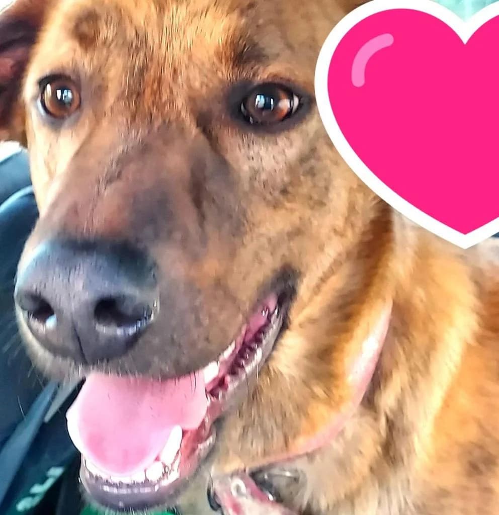 PETIFYC10397 photo 4