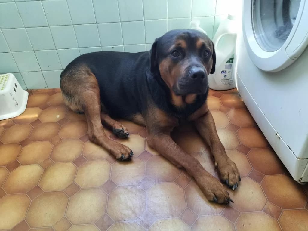 PETIFYC10399 photo 5