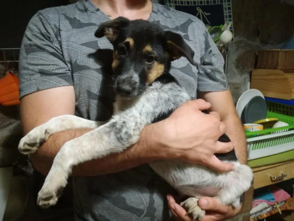 PETIFYC10402 photo 6