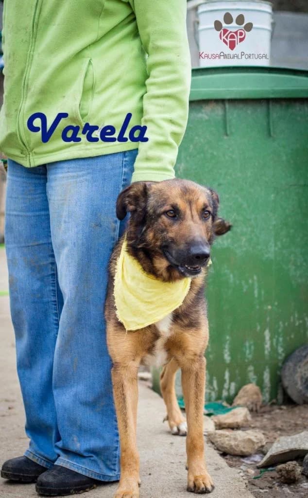 PETIFYC10402 photo 7