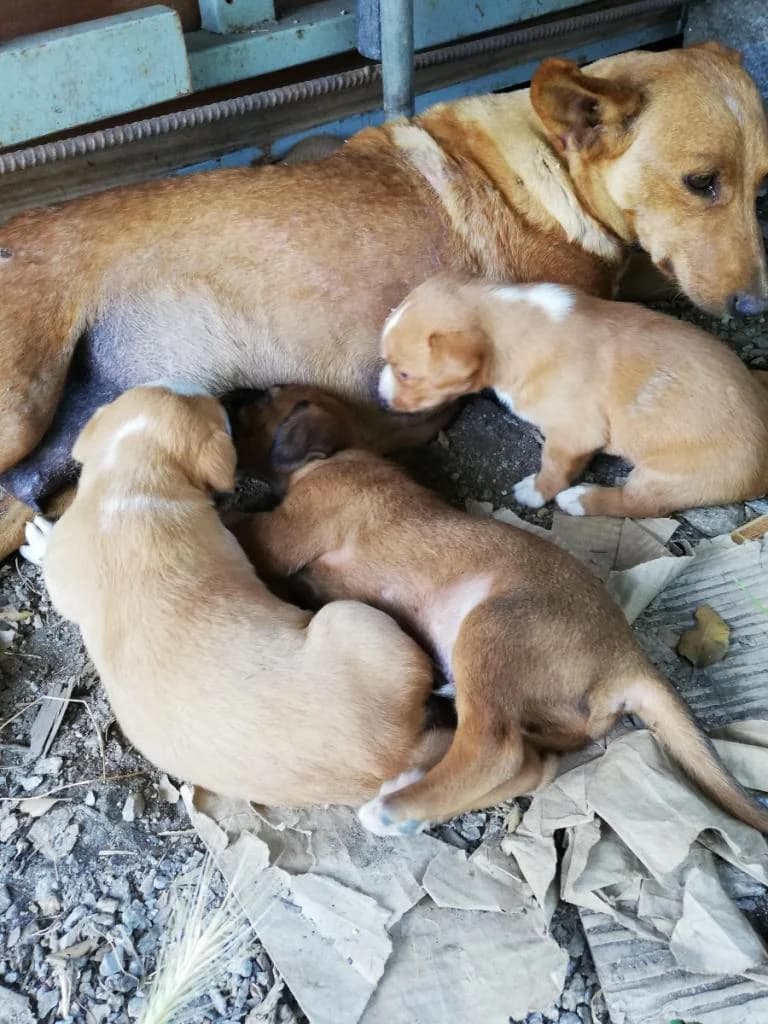 PETIFYC10402 photo 8