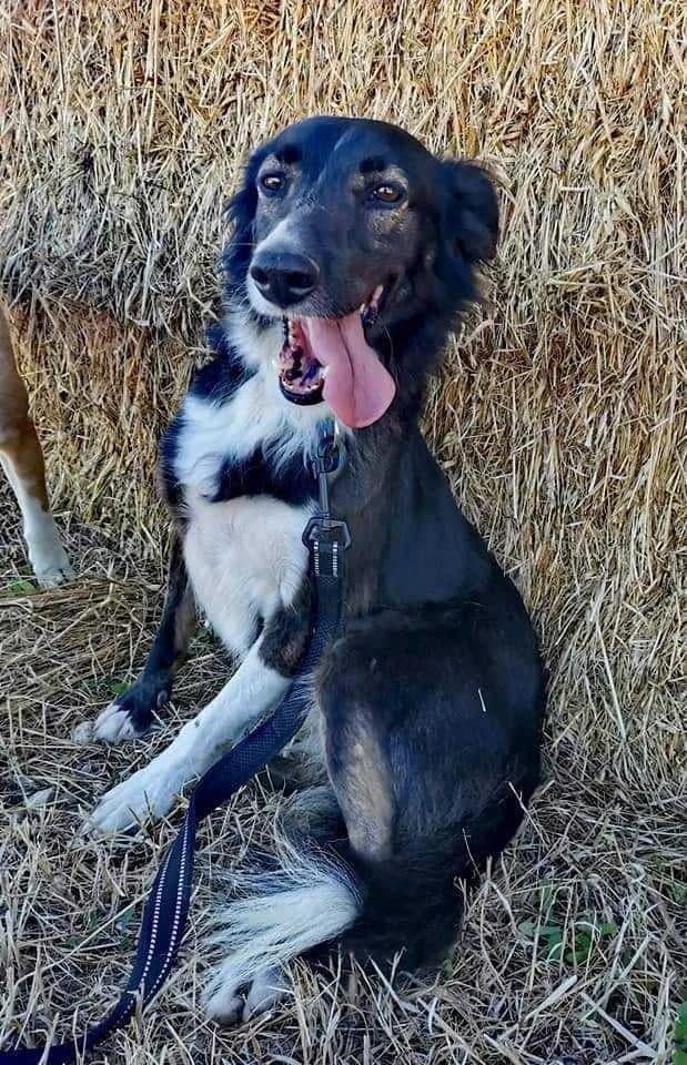 PETIFYC10422 photo 5